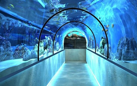 Amazing - Oceanarium