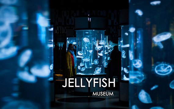 The museum of jellyfish